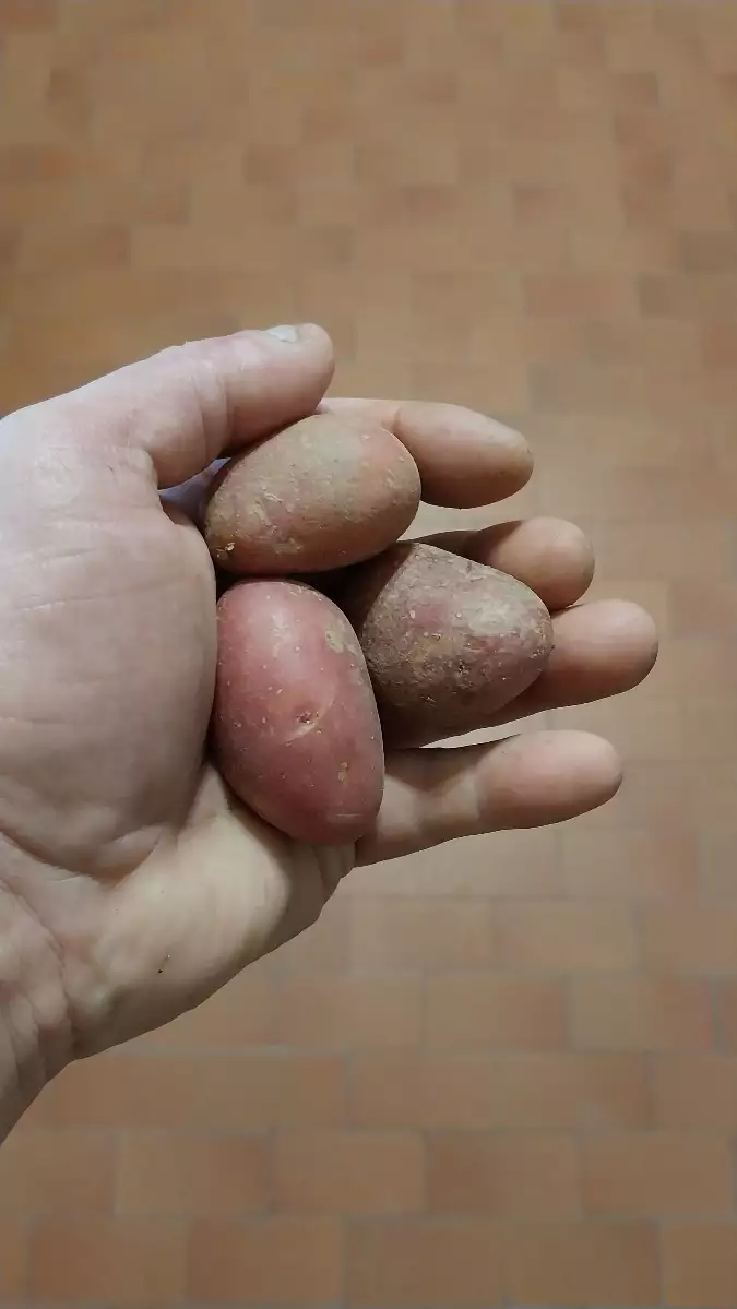 Patate rosevale